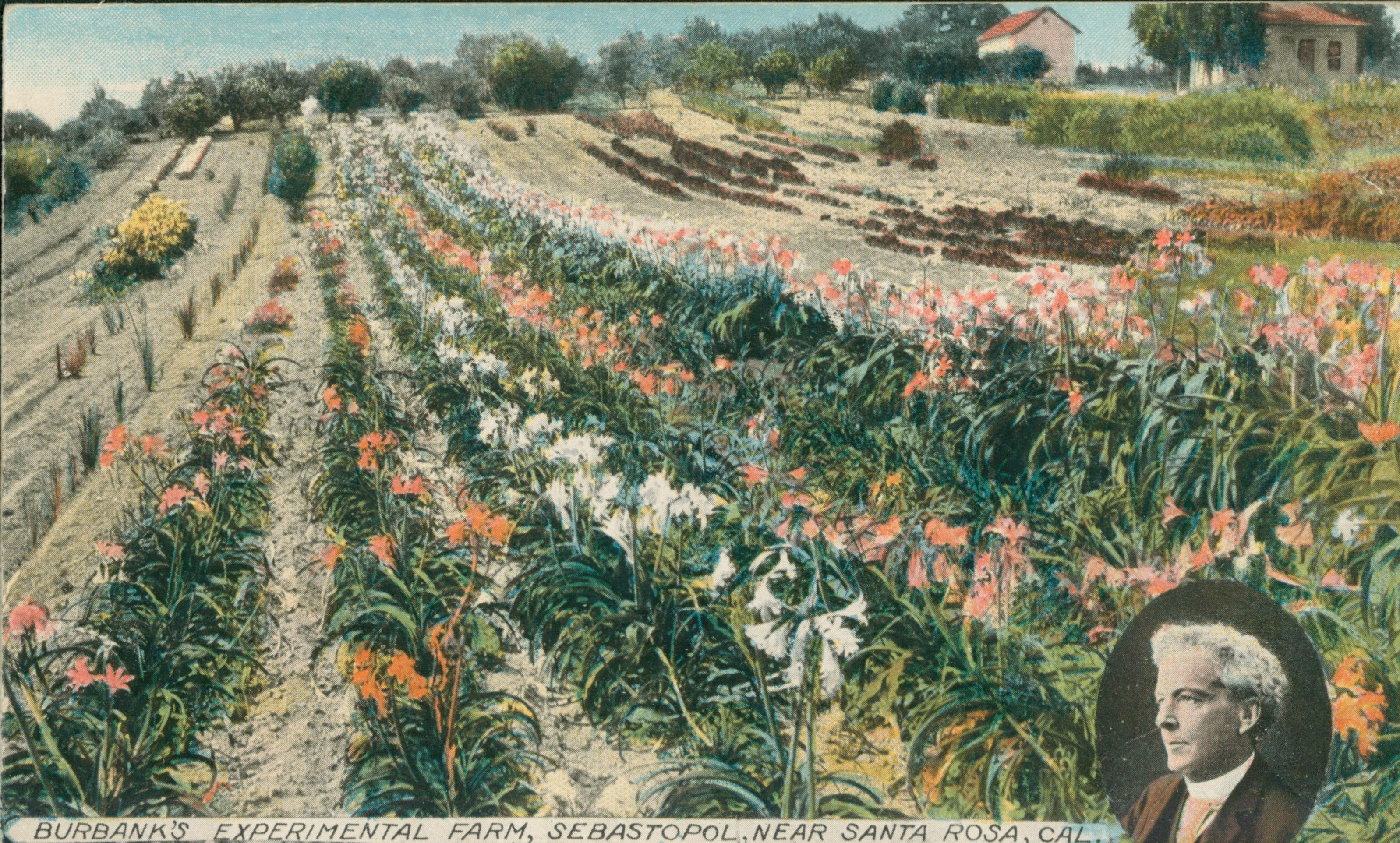 Shows several rows of flowers in bloom with a vignette portrait of Burbank on the lower right.